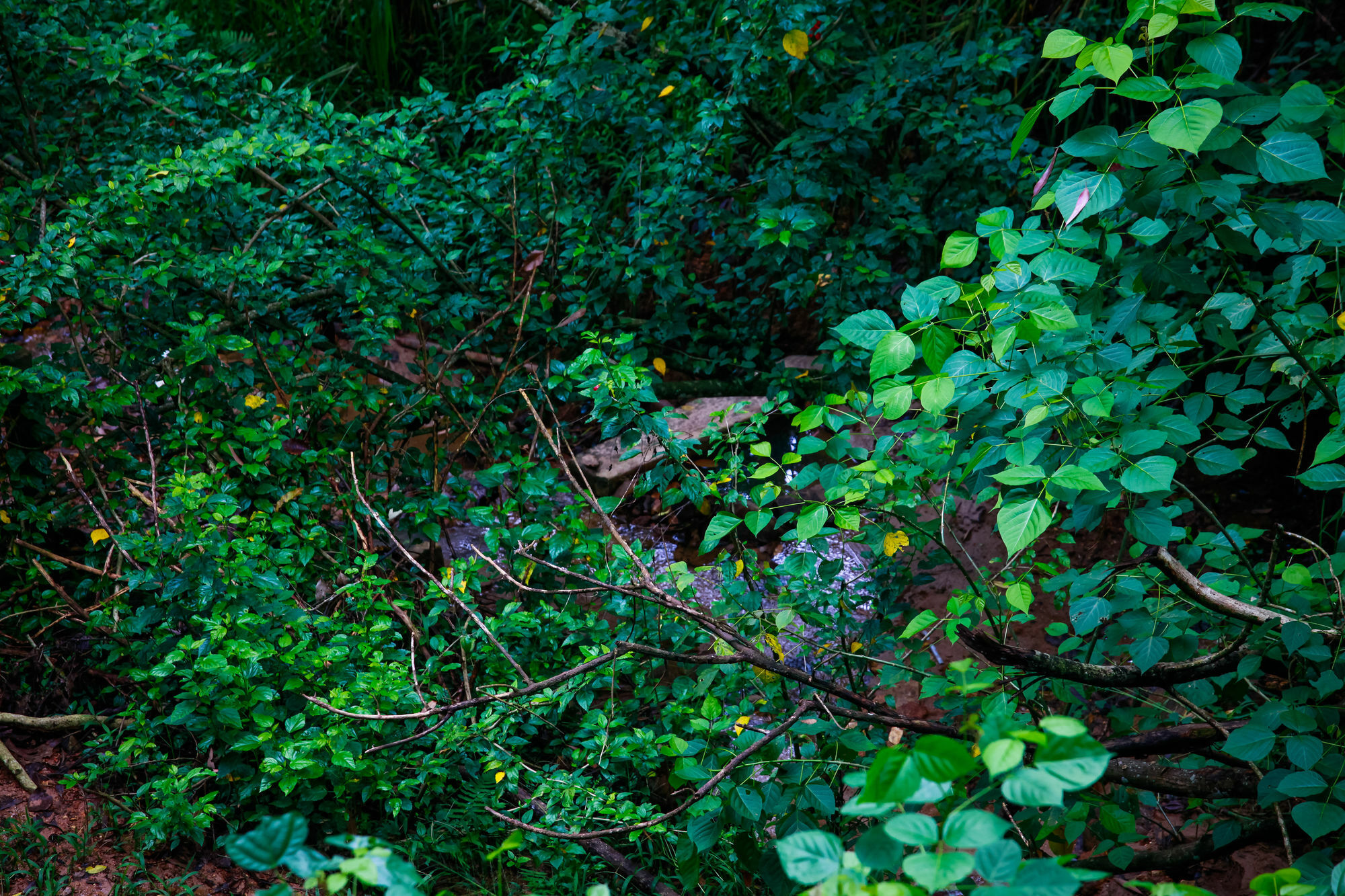 Ella Ecolodge Exteriér fotografie
